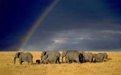 Rainbow elephant herd