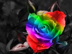 rainbow flowers wallpaper