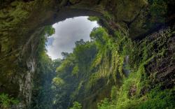 Rainforest Hole