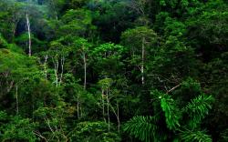 Free Rainforest Wallpaper