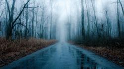 Foggy rainy road through bare forest HQ WALLPAPER - (#158945)
