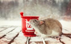 Rat a Cup