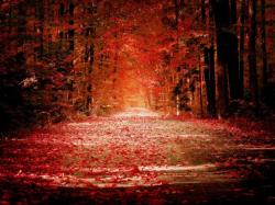Red Autumn Trees 24954 Hd Wallpapers