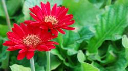 Red daisies HD Wallpaper