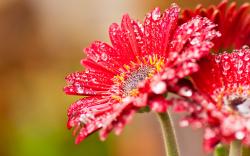 Related Post "Nice Red Daisy Flower Wallpaper HD"