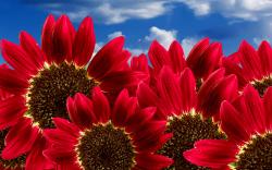 This picture takes the blue sky as the background and brings out the main subject – Pure Red Sunflowers blooming in the sky.
