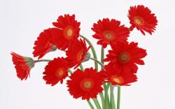 Red Flowers HD wallpapers