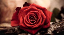 Red Flowers HD Wallpapers-6