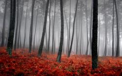 Red Forest Background