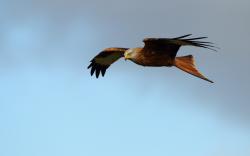 Bird of Prey Red Kite