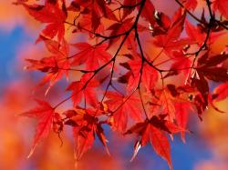 ... autumn-dried-leaves-red ...