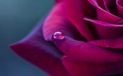 Rose Red Petals Drop Macro HD Wallpaper