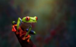 Red Eyed Tree Frog Macro Nature HD Wallpaper