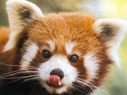 Red panda talked to me in my dream - The Duncan Trussell Family Hour Forum