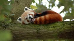Cute Red Panda Sleeping