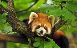 red panda (3)