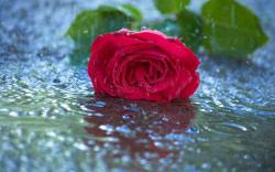Red rose in rain