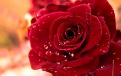 Water Drops On Red Rose