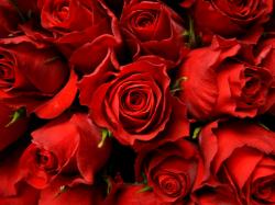 Wallpaper: Red Roses Picture Red Roses Picture - Wallpaper, High Definition, High Quality