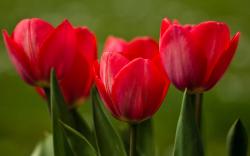 Red Tulips Wallpaper 19878