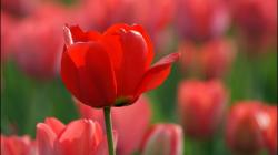 Red Tulip - Wallpaper
