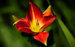 Red yellow lily