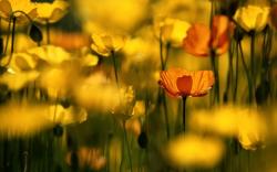 Red Yellow Poppies
