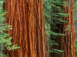 Sequoia, Redwood: Giant Sequoia trees, Mariposa Grove, Yosemite National park, California
