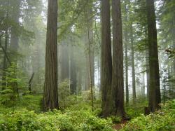 Redwood National Park, fog in the forest.jpg