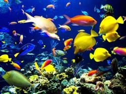 Category Animal Coral Reef Life Fish Desktop Wallpaper