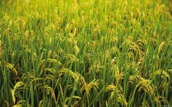 Like most other plants, rice is well equipped with an effective immune system that enables it to detect and fend off disease-causing microbes.