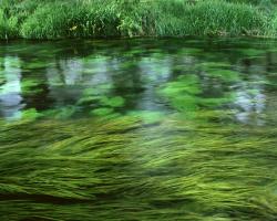 Nature Plants Green River Wallpaper #71230 - Resolution 1280x1024 px