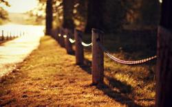 Road Grass Fence Nature Autumn