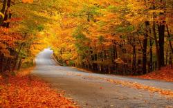 Road, forest, autumn, yellow leaves