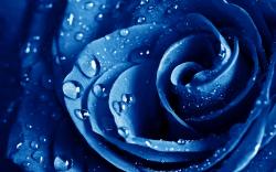 Rose Blue Zoom