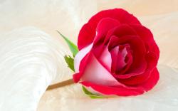 Rose Flower Images Hd Background 2 HD Wallpapers