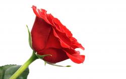 Red Rose Flower Images 13 HD Wallpapers