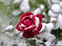 Red Rose in Snow