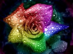 ... rainbow_rose_wallpaper-1024x768 Rose wallpaper ...