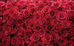 red rose wallpaper 03