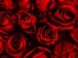 Dark Red Rose Wallpaper