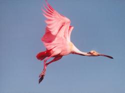 The Roseate Spoonbill, Platalea ajaja, (sometimes placed in its own genus Ajaja) is a gregarious wading bird of the ibis and spoonbill family, ...