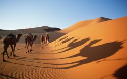 Camel drivers crossing sand dunes, Sahara Desert, Algeria