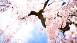 Sakura Flowers Wallpaper