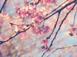 Another Sakura Flower by satoo-yuki ...