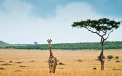 Giraffe Savannah Desert