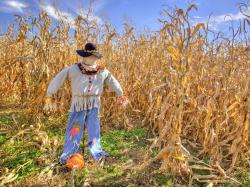 This is the average scarecrow in a cornfield.