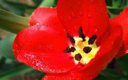 Scarlet Tulip