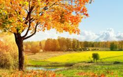 Wallpaper with Tree and Orange Leaves Scenery Free Stock Photo 2560x1600px