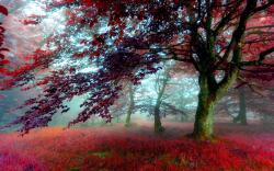 Red Autumn Scenery